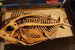 Vis uit 8mm dik berken mpx